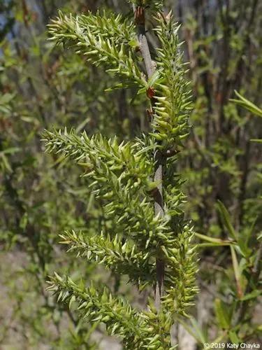 Heart-Leaved Willow