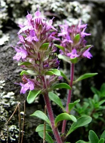 Thymus Praecox