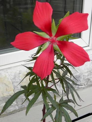 Texas Star Hibiscus