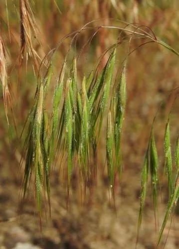 Bromus Suksdorfii