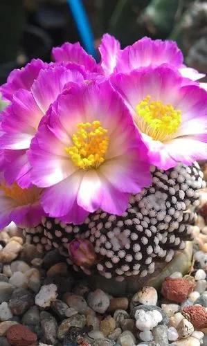 Mammillaria Luethyi