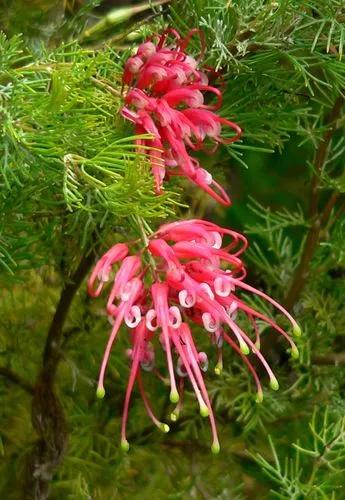 Grevillea Lanigera