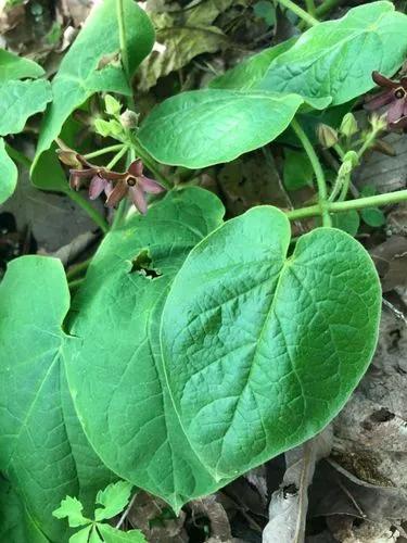 Maroon Carolina Milkvine