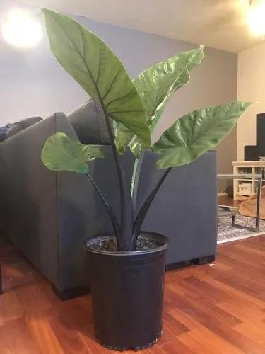 Black Stem Elephant Ear Plant