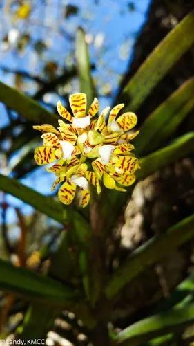 Broad-lipped Acampe