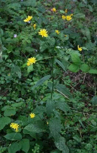 Common Nipplewort