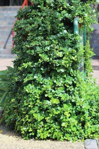 Green Island Ficus