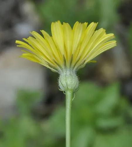 Annual Hyoseris