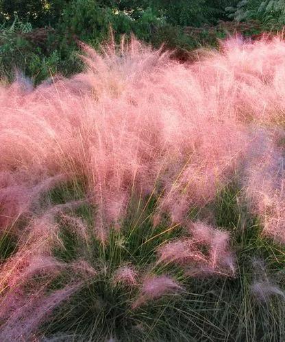 Pink Muhly Grass