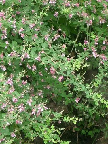 Shrubby Lespedeza