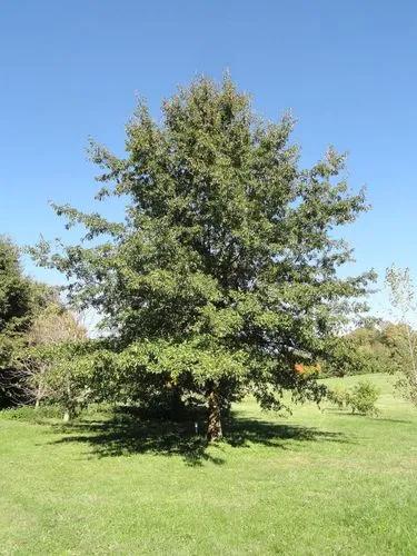 Shingle Oak