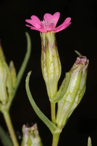 Garden Catchfly