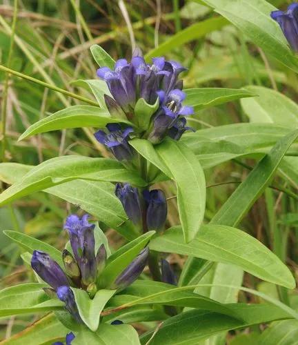 Gentiana Cruciata