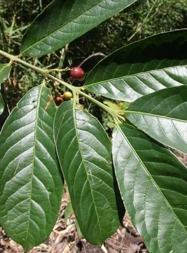 Siparuna Guianensis