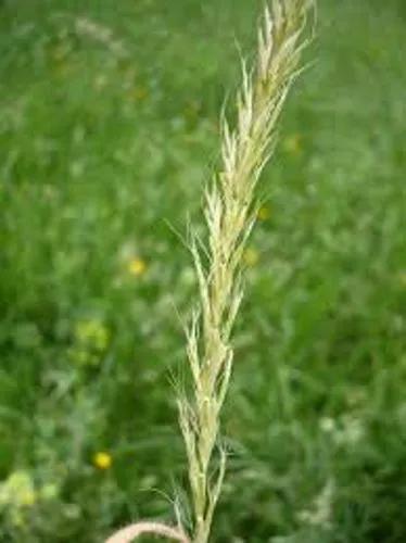 GaudíNia Grass