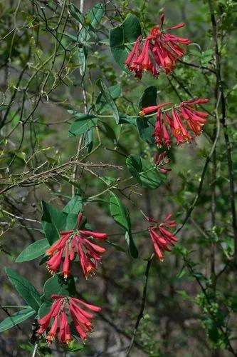 Lonicera Sempervirens