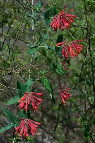 Lonicera Sempervirens