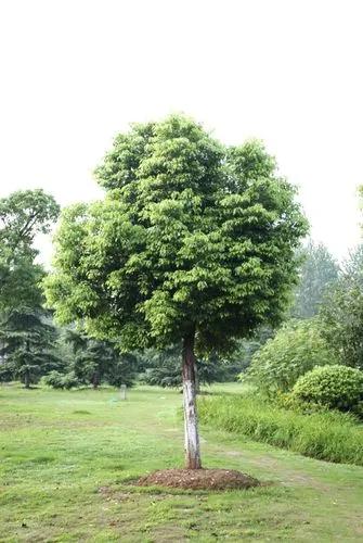 Camphor Tree