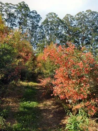 New South Wales Christmas Bush