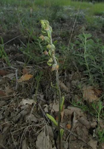 Small-leaved Helleborine