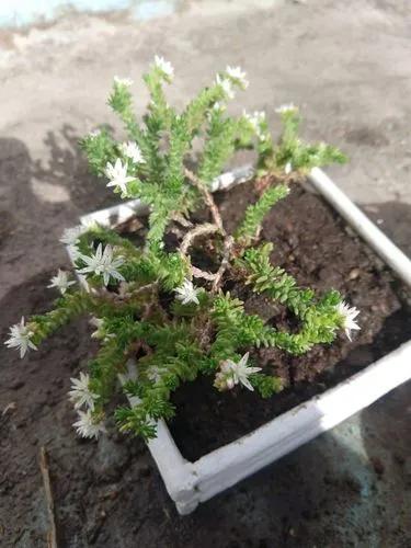Chismosa Sedum