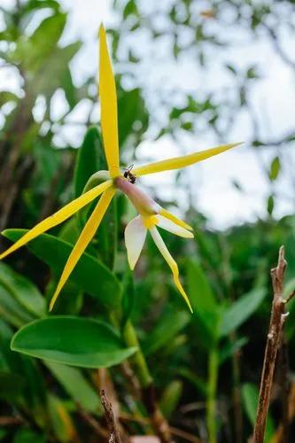 Epidendrum Nocturnum