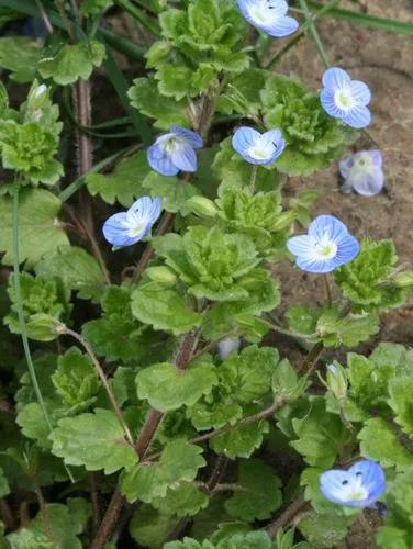 Birdeye Speedwell,Field-Speedwell, Persian Speedwell, Large Field Speedwell, Bird'S-Eye, Or Winter Speedwell