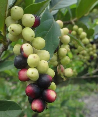 Tassel-berry