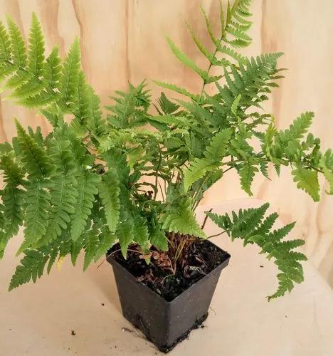 Marginal fern