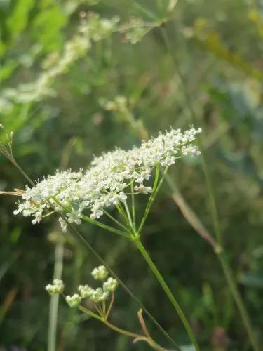 Pimpinella Lutea