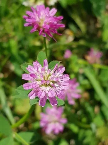 Trifolium Resupinatum