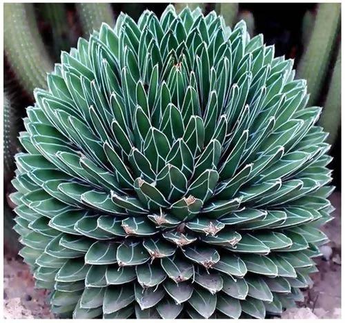 Royal agave