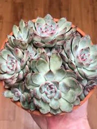 Echeveria Puli-lindsayana