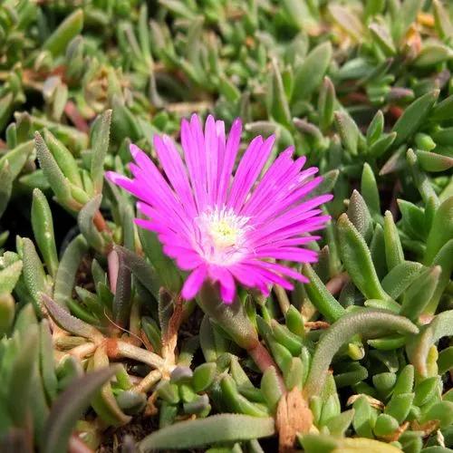 Delosperma Pruinosum (thunb.) J.w.ingram