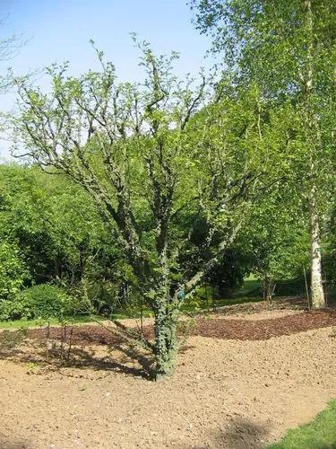 Toothache Tree