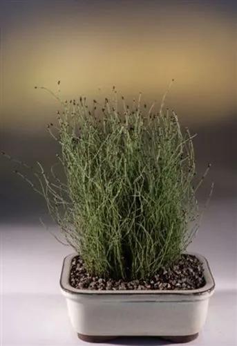 Dwarf Horsetail