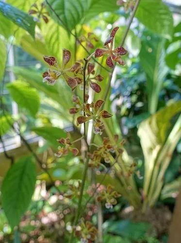 Oncidium-flowered Epidendrum