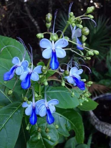 Blue butterfly bush