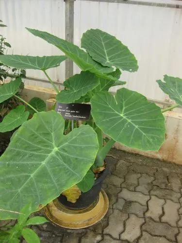 Colocasia Gigantea