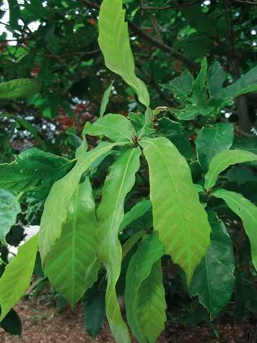 Loquat Oak