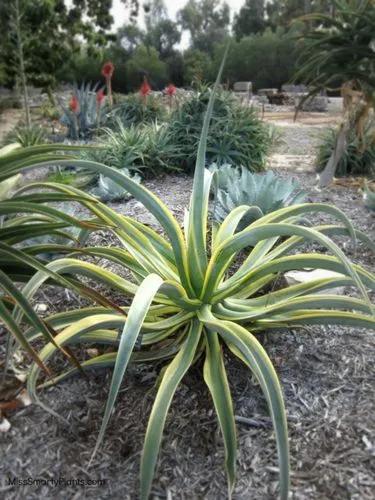 Octopus Agave