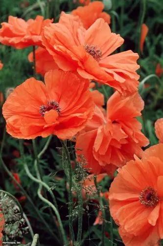 Oriental Poppy