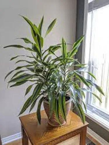 Vigoro Dracaena