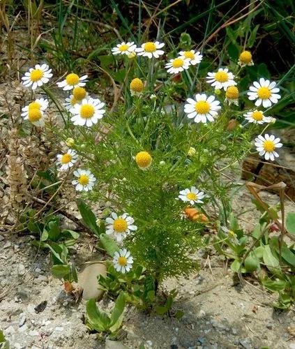 Anthemis Maritima