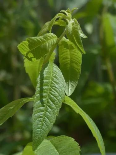 Aloysia Polystachya