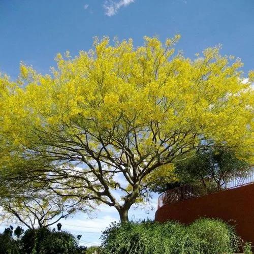 Jerusalem Thorn