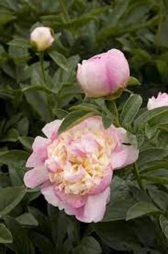 Raspberry Peony