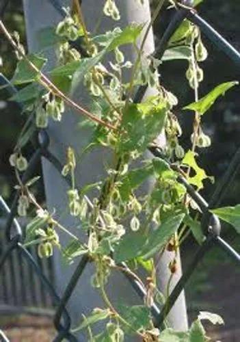 Hedge Knotweed