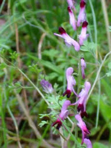 Big Fumitory