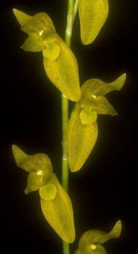 Pleurothallis